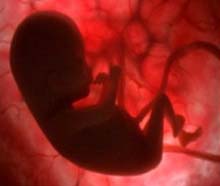 Vita intrauterina del feto