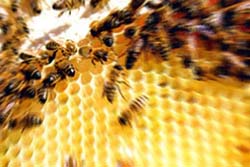 le api, un esempio di ipercomunicazione 