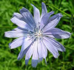 Rimedio 8: Chicory