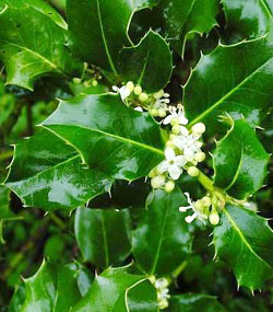 Holly - Agrifoglio - Ilex aquifolium 