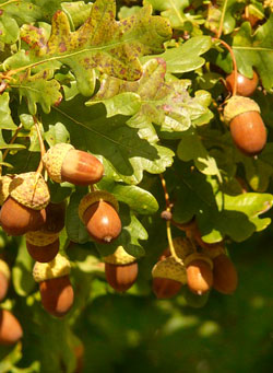 Oak - Quercia - Quercus robur 