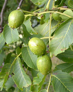  Walnut - Noce - Juglans regia 