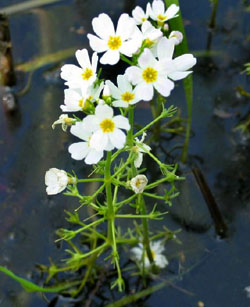 Water Violet - Violetta acquatica - Hottonia palustris