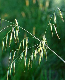 Wild Oat - Avena selvatica - Bromus ramosus 