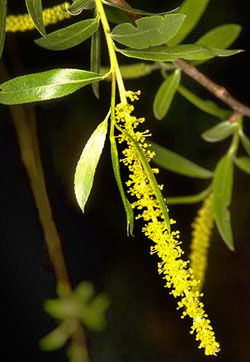 Willow - Salice giallo - Salix vitellina 