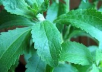 Stevia: una piccola pianta contro l’industria dello zucchero