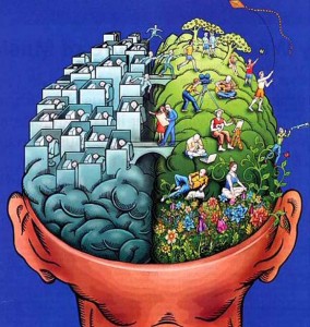 Emisferi cerebrali del cervello
