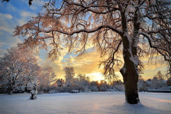 Albero con neve al tramonto