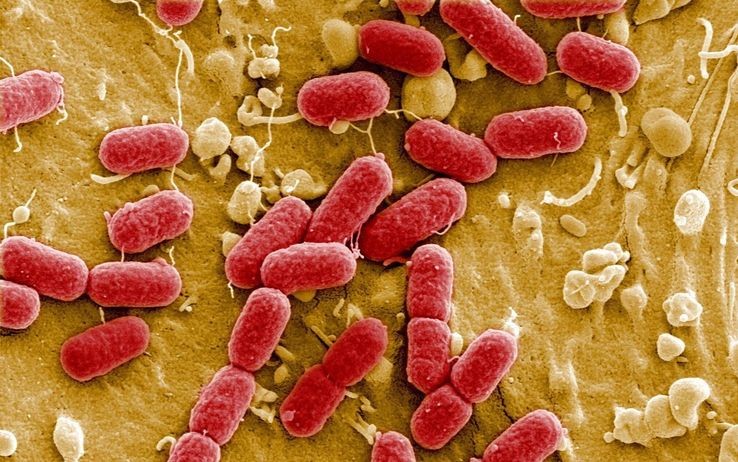Le differenze tra batteri e virus | Sky TG24